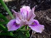 innominata Lilac Time